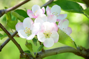 Obraz na płótnie Canvas Apfelblüte in weiß und rosa in Südtirol - Hintergrund und Textur - Apfelbaumblüte - Apfelbaumblüten 