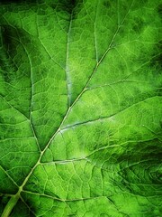 Naklejka na ściany i meble Background of closeup green leaf with copy space and selective focus. Burdock plant.