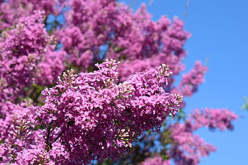 Lilac flowers close-up against the sky.