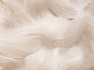 Beautiful abstract white feathers on white background, soft white feather texture on white texture pattern, dark theme wallpaper, gray feather background, gray banners, white gradient