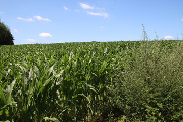 Grünes Feld