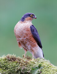 Male sparrowhawk