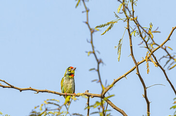 A Coppersmith Barbet on a tree