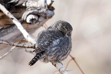 Northern Pygmy Owl - Colorado
