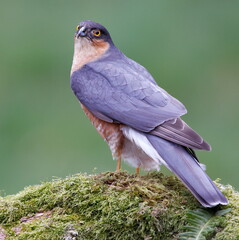 male sparrowhawk on a woodland branch