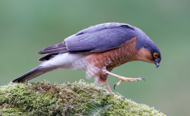 male sparrowhawk walking along a tree branch