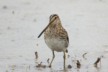 大雨の中水田に立つタシギ