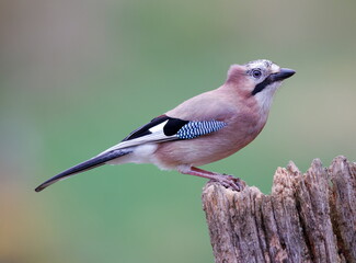 european jay
