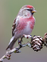 male redpoll on a branch