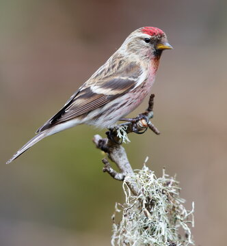 male redpoll on a branch