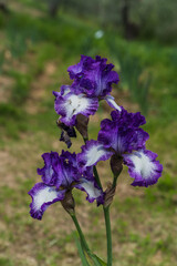 isolated close up of purple and white iris flower taken at the botanical garden in Florence, Italy 