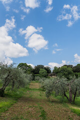 path with tall grass and olive trees in Florence, Italy