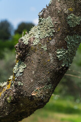 tree trunk with green moss