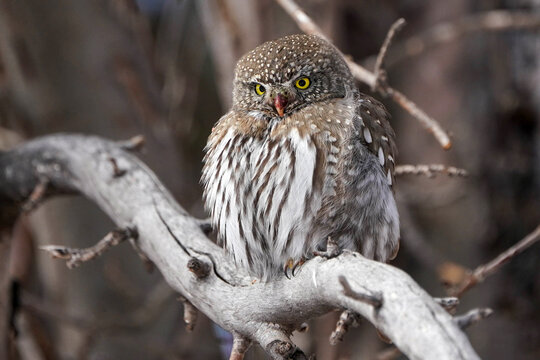 Northern Pygmy Owl - Colorado