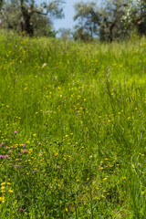 green grass and yellow flower in botanical Italian garden 