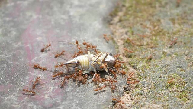 Footage red ants bites a cicada, Red ants moving food