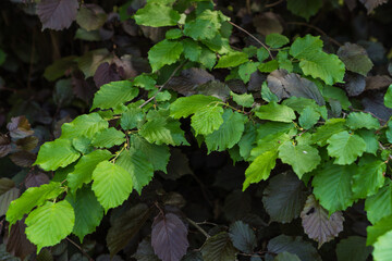 green leaves in the garden