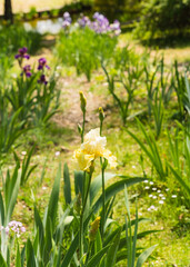 Obraz na płótnie Canvas Close up detail of Iris flower taken at the international botanical garden Giardino dell'Iris in Florence, Italy