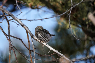 Northern Pygmy Owl - Colorado