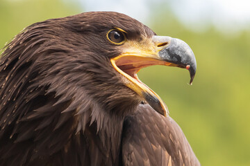 Portrait of a young bald eagle with an open beak.