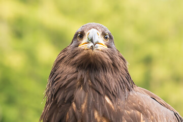 Portrait of a young bald eagle with an open beak.