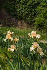Fototapeta premium Close up detail of Iris flower taken at the international botanical garden Giardino dell'Iris in Florence, Italy