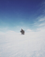A lonely tree in Lapland