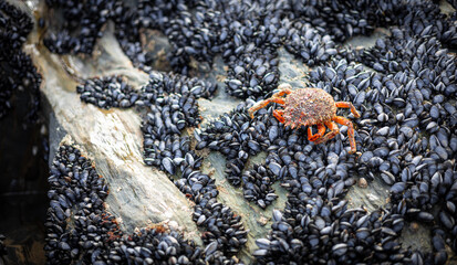 Spider crab at low tide at seaside in Britain