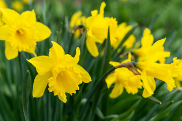 Beautiful yellow blooming narcissus in the park on a flower bed closeup