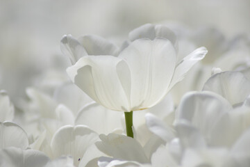 Obraz na płótnie Canvas white tulips
