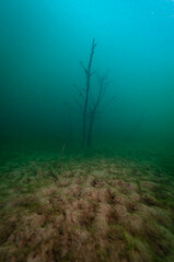 Fototapeta na wymiar Grouping of dead trees found by SCUBA divers in an abandoned quarry