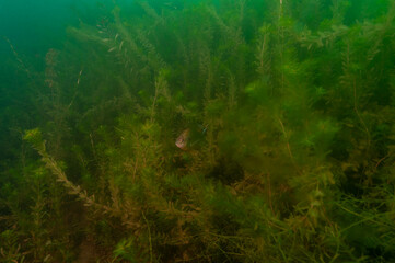 An adolescent small bluegill swimming over the weeds