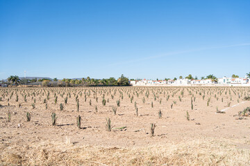 Las plantas de agaves están creciendo en un terreno dentro de la ciudad de Zapopan Jalisco México.