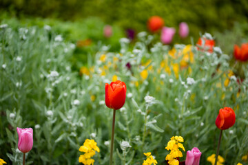 Fototapeta premium Tulips in a bush