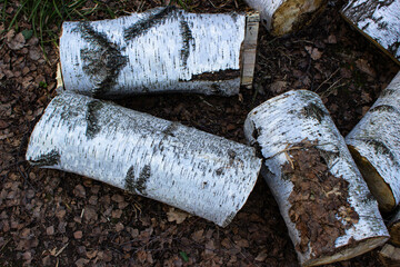 Sawn birch in the forest
