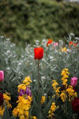 Tulips in a bush