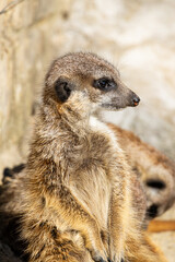 Meerkat - Suricata suricatta - Guarding his territory