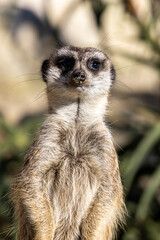 Meerkat - Suricata suricatta - Guarding his territory