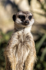 Meerkat - Suricata suricatta - Guarding his territory