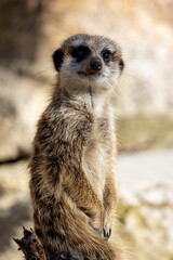 Meerkat - Suricata suricatta - Guarding his territory
