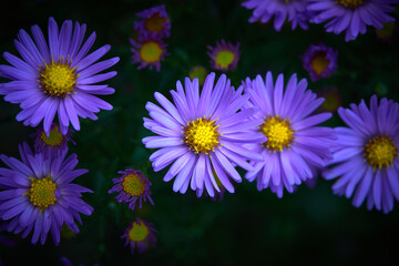 Vibrant bright purple daisy flowers in a pattern filling the frame.