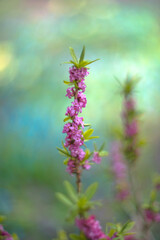 beautiful pink flowers on a blurred green background