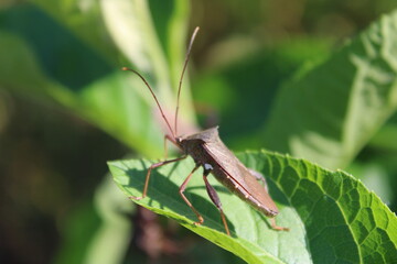 Around the garden there are insect animals that are so cute and beautiful to look at. but can be enjoyed through uploaded photos.