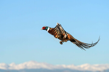 Ringed-neck Pheasant Rooster - Flight