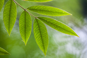 Fototapeta na wymiar Green leaves on a branch