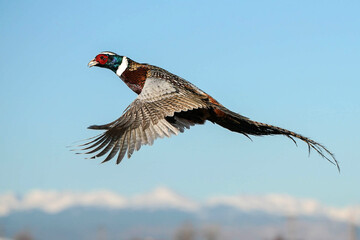 Ringed-neck Pheasant Rooster - Flight