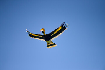 A large hornbill flies in the air. On the day when the sky is blue happily