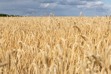 Close-up texture pattern view of ripe golden organic wheat stalk field landscape on bright sunny...