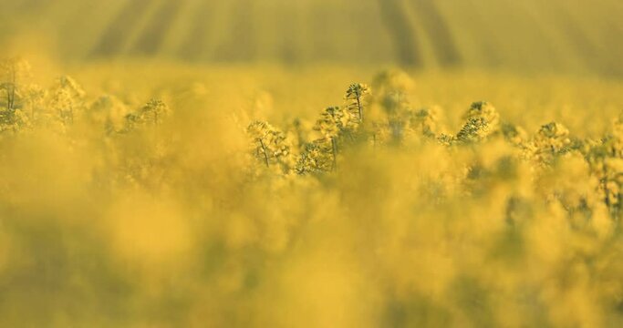 a rapeseed field in bloom with distinct yellow flowers