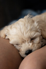 close up de Cachorro de French poodle durmiendo en las piernas 